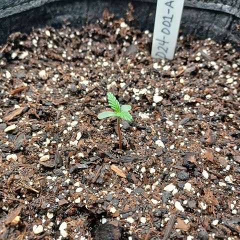 AF1 growlog timeline photo