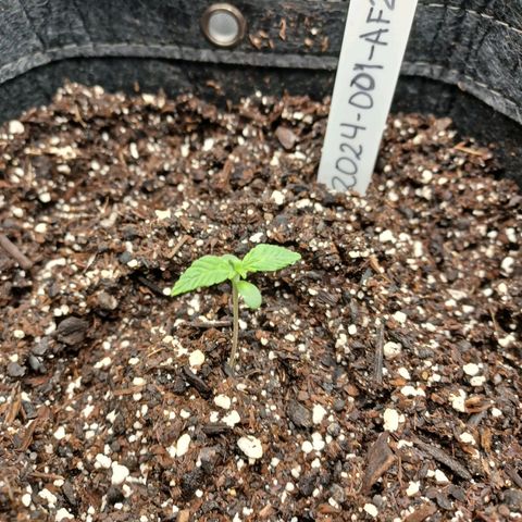 AF2 growlog timeline photo