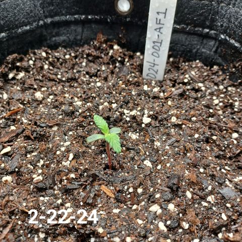 AF1 growlog timeline photo