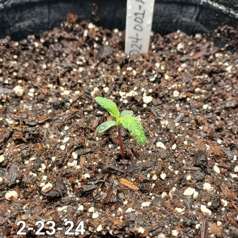 AF1 growlog timeline photo