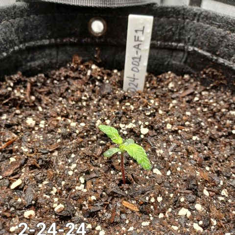 AF1 growlog timeline photo