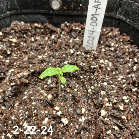 AF2 growlog timeline photo