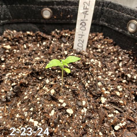 AF2 growlog timeline photo