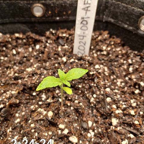 AF2 growlog timeline photo
