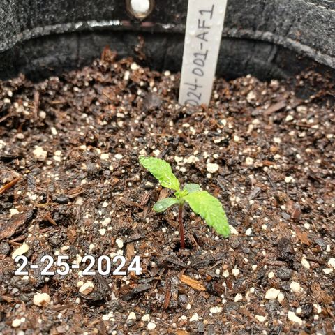 AF1 growlog timeline photo