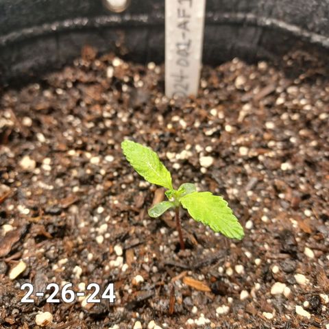 AF1 growlog timeline photo