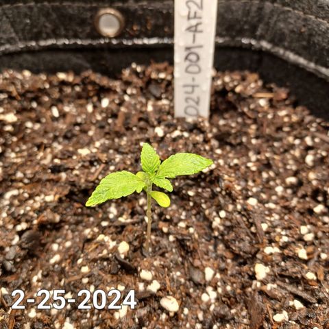 AF2 growlog timeline photo