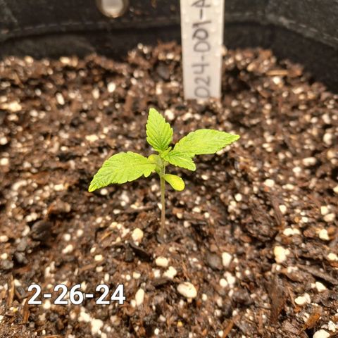 AF2 growlog timeline photo