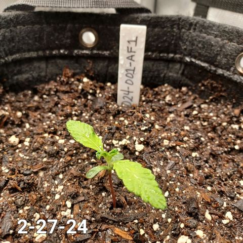 AF1 growlog timeline photo