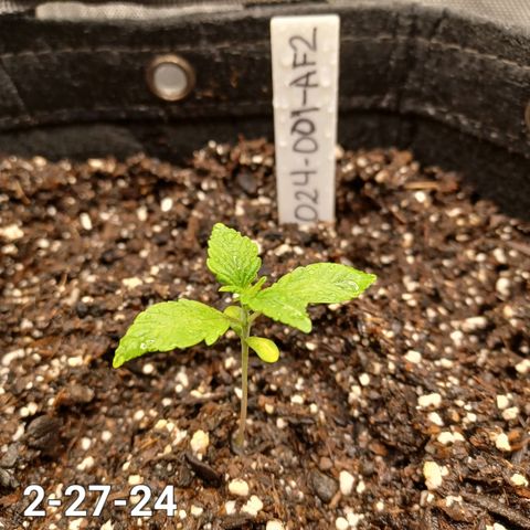 AF2 growlog timeline photo