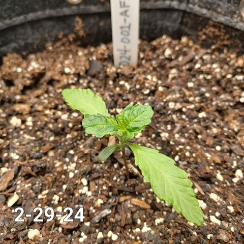 AF1 growlog timeline photo
