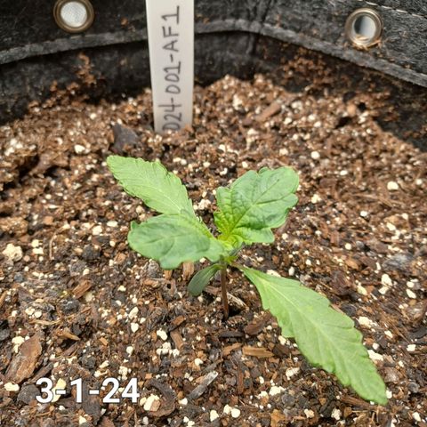 AF1 growlog timeline photo