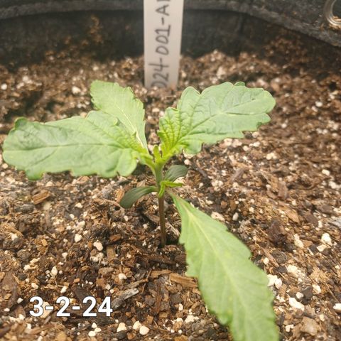 AF1 growlog timeline photo