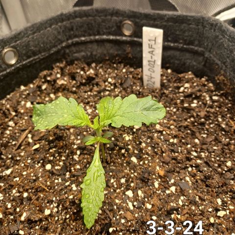 AF1 growlog timeline photo