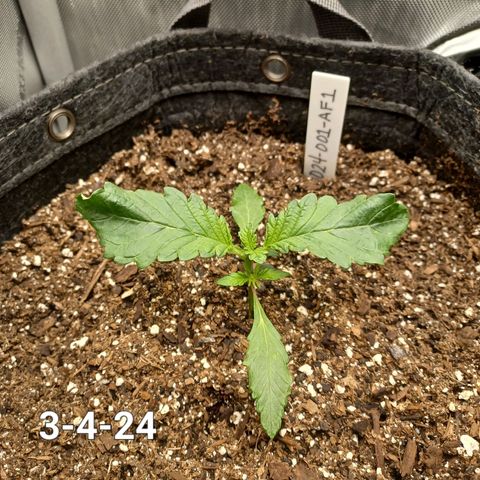 AF1 growlog timeline photo