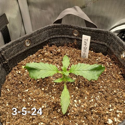 AF1 growlog timeline photo