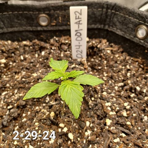 AF2 growlog timeline photo