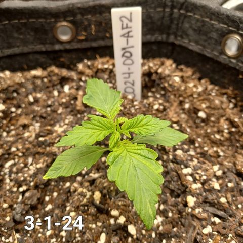 AF2 growlog timeline photo