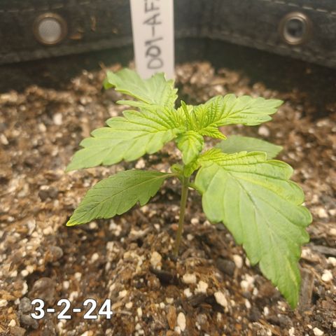AF2 growlog timeline photo