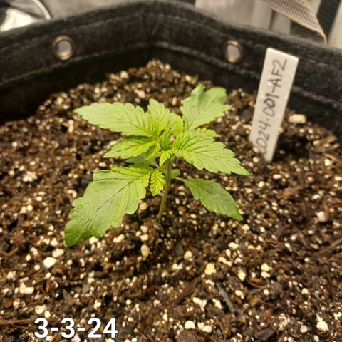 AF2 growlog timeline photo