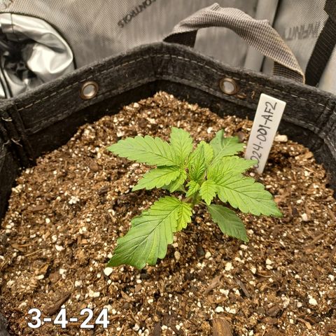 AF2 growlog timeline photo