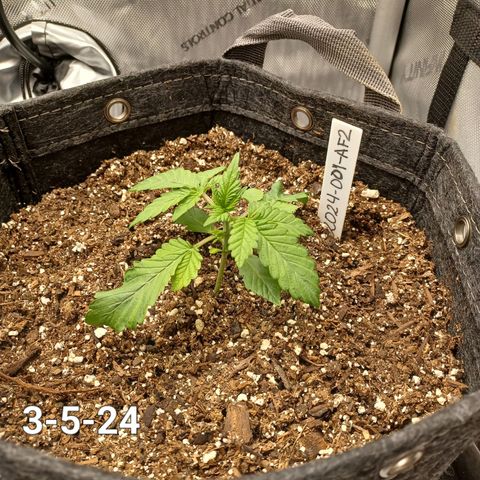 AF2 growlog timeline photo