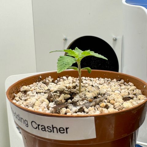 Wedding Crasher #3 growlog timeline photo