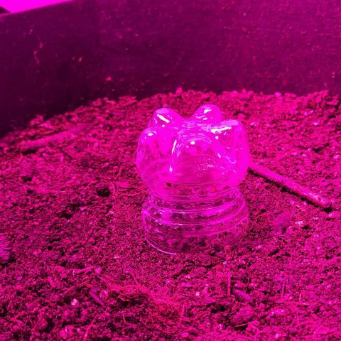 Candyfloss growlog timeline photo