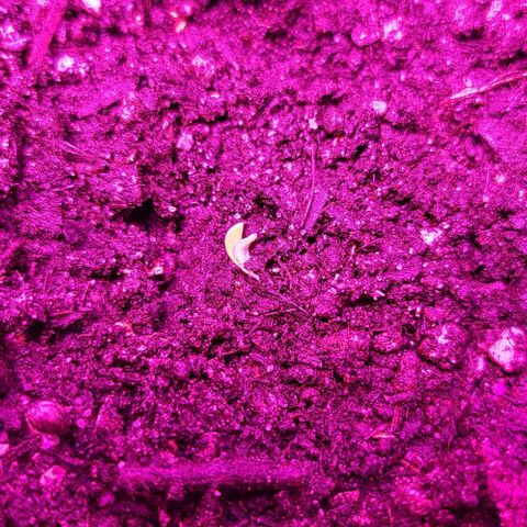 Candyfloss growlog photo: Starting to sprout
