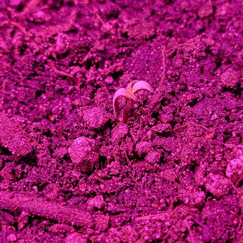 Candyfloss growlog timeline photo