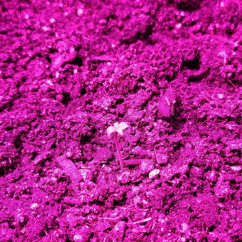 Candyfloss growlog timeline photo