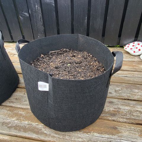 Candyfloss growlog timeline photo