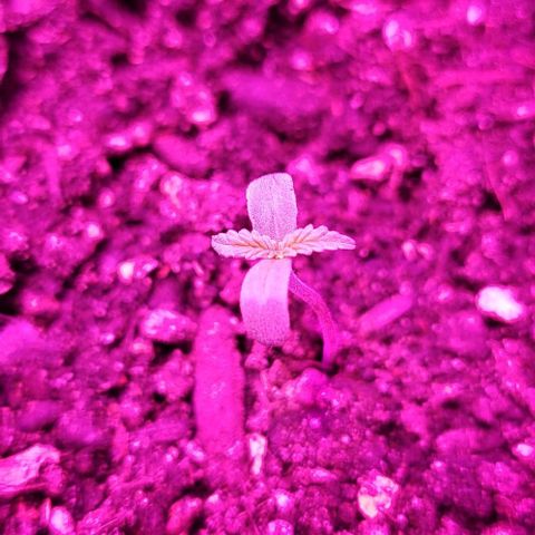 Candyfloss growlog timeline photo