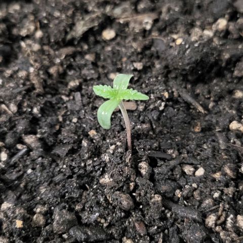 Candyfloss growlog photo: Was ripped up by my cat. Replanted again. Hopefully it lives.