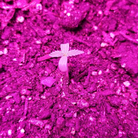 Candyfloss growlog timeline photo