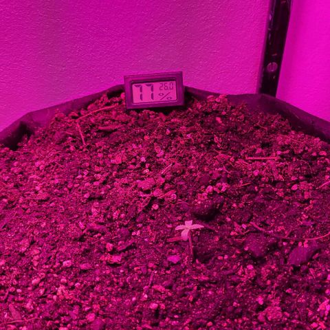 Candyfloss growlog timeline photo