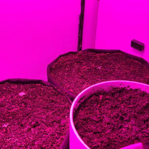 Candyfloss growlog timeline photo