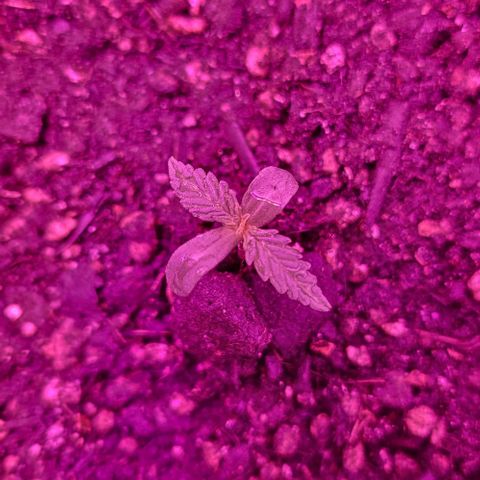 Candyfloss growlog timeline photo