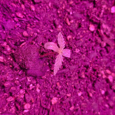 Candyfloss growlog timeline photo