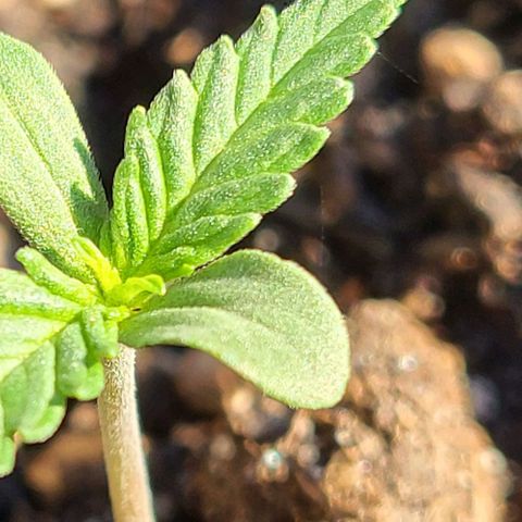 Candyfloss growlog timeline photo