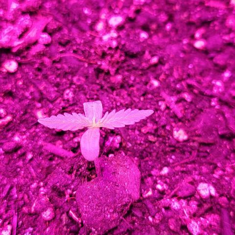 Candyfloss growlog photo: New leaves starts to grow 
