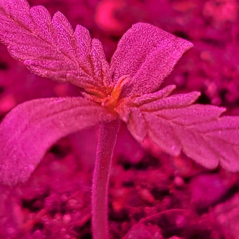 Candyfloss growlog photo: New leaves starts to grow 