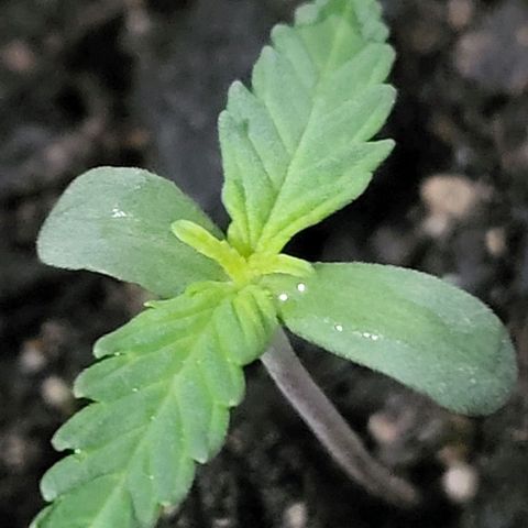 Candyfloss growlog timeline photo