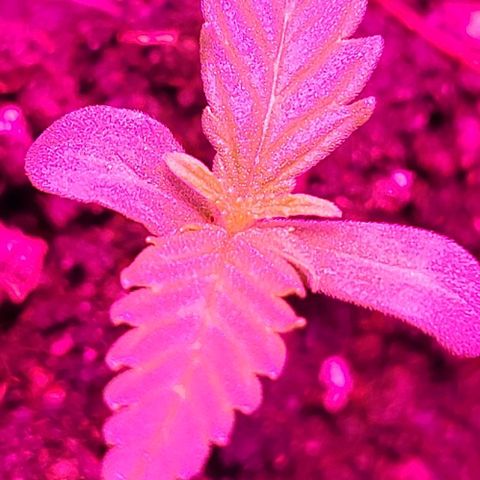 Candyfloss growlog timeline photo