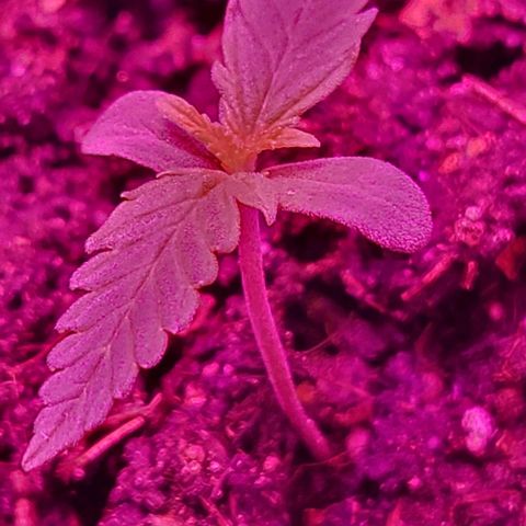 Candyfloss growlog timeline photo