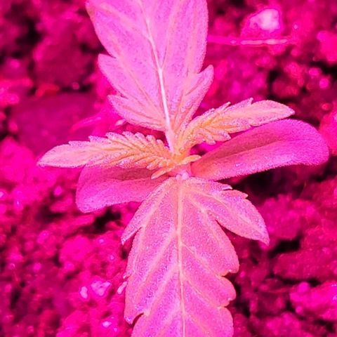Candyfloss growlog timeline photo