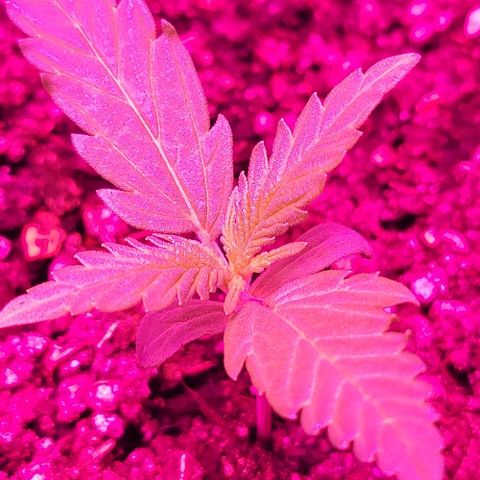 Candyfloss growlog timeline photo