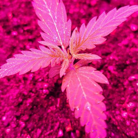 Candyfloss growlog timeline photo