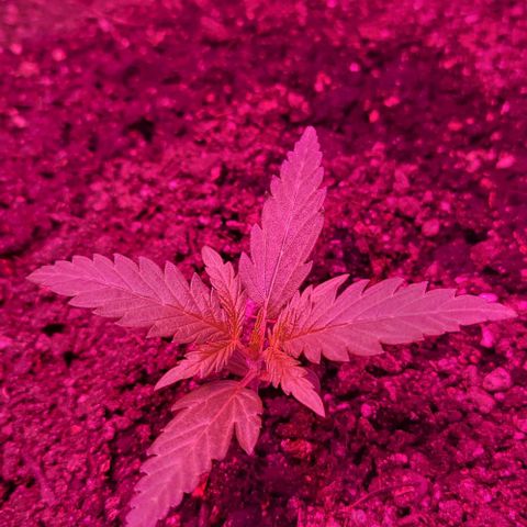 Candyfloss growlog timeline photo