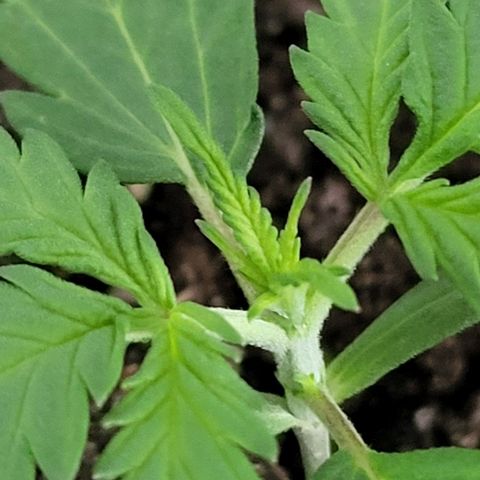 Candyfloss growlog timeline photo
